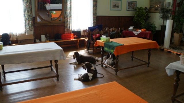 Erste Hilfe für den Hund